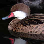 White-cheeked Pintail